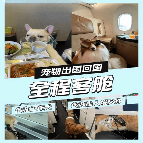 固原市宠物托运到白俄罗斯宠物入境规定和要求